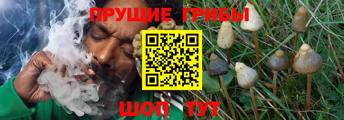 Галлюциногенные грибы Cubensis Тосно